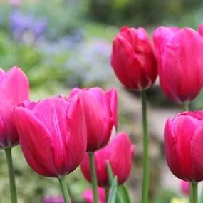 Sweet Rosy Tulip (Tulipa Sweet Rosy) Img 2